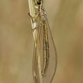 Ameisenjungfer (Myrmecaelurus trigrammus)